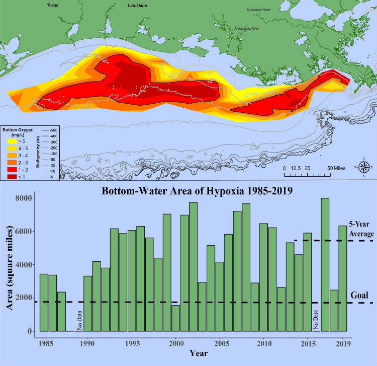 (Top) At 6,952 square miles, this year’s hypoxic zone in the Gulf of Mexico is the 8th largest ever measured in the 33-year record, measured from July 23 - August 1, 2019. Red area denotes 2 mg/L of oxygen or lower, the level which is considered hypoxic, at the bottom of the seafloor.
(Bottom) Long-term measured size of the hypoxic zone (green bars) measured during the ship surveys since 1985, including the target goal established by the Mississippi River/Gulf of Mexico Watershed Nutrient Task Force