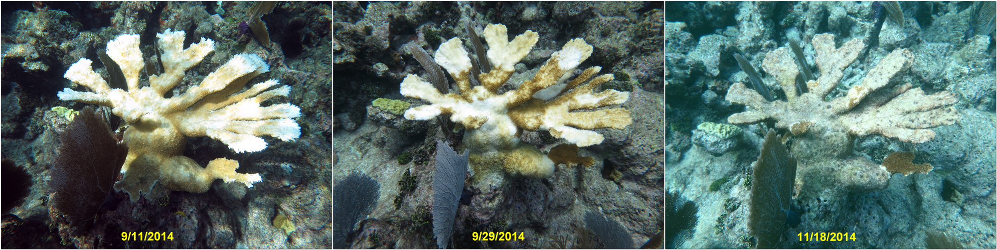 The progressive effects of bleaching on a once healthy elkhorn coral (Acropora palmata) during a recent bleaching event in Florida. 