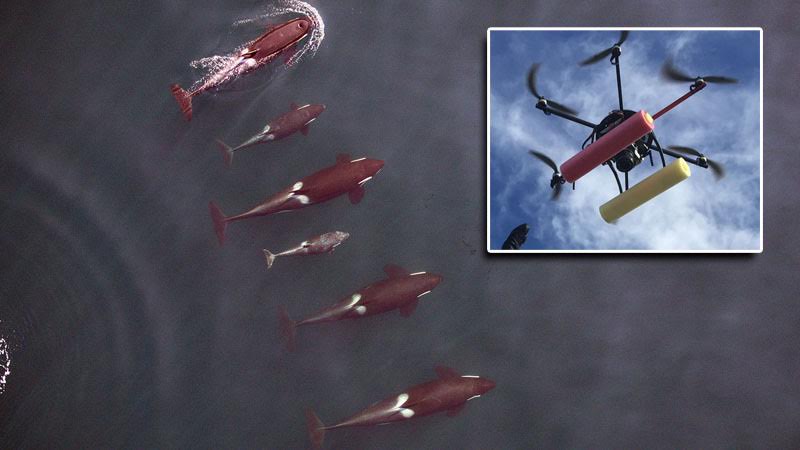 A six-bladed hexacopter flies over a pod of killer whales and gathers data on their health status and whether they are bearing young.