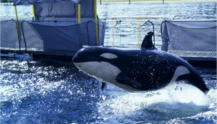 Springer leaps out of her temporary holding pen in Puget Sound while awaiting transport to her home waters in British Columbia.