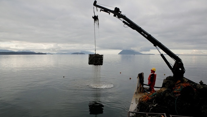 Oysters are hauled from Puget Sound in the Pacific Northwest, a region identified as an ocean acidification hotspot. About 10 years ago, ocean acidification nearly collapsed the West Coast shellfish industry when water became so corrosive that baby oysters were unable to use their limited energy to build protective shells.  