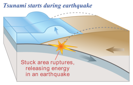 An earthquake along a subduction zone happens when the leading edge of the overriding plate breaks free and springs seaward, raising the sea floor and the water above it. This uplift starts a tsunami. 