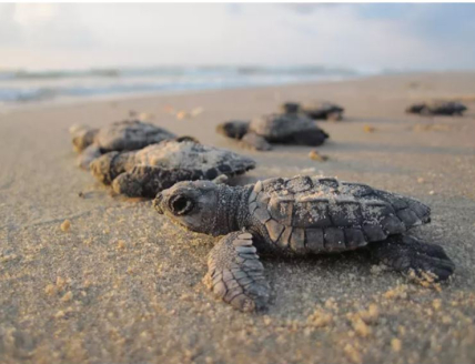 Kemp's ridley hatchlings make their way to the ocean at dawn.
