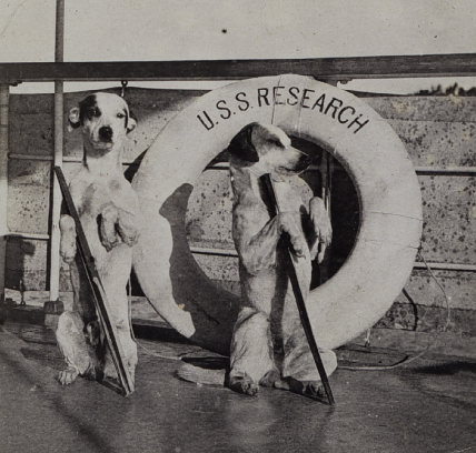 The two canine mascots of the USC&GS Steamer Research stand on their hind legs in front of a life preserver.