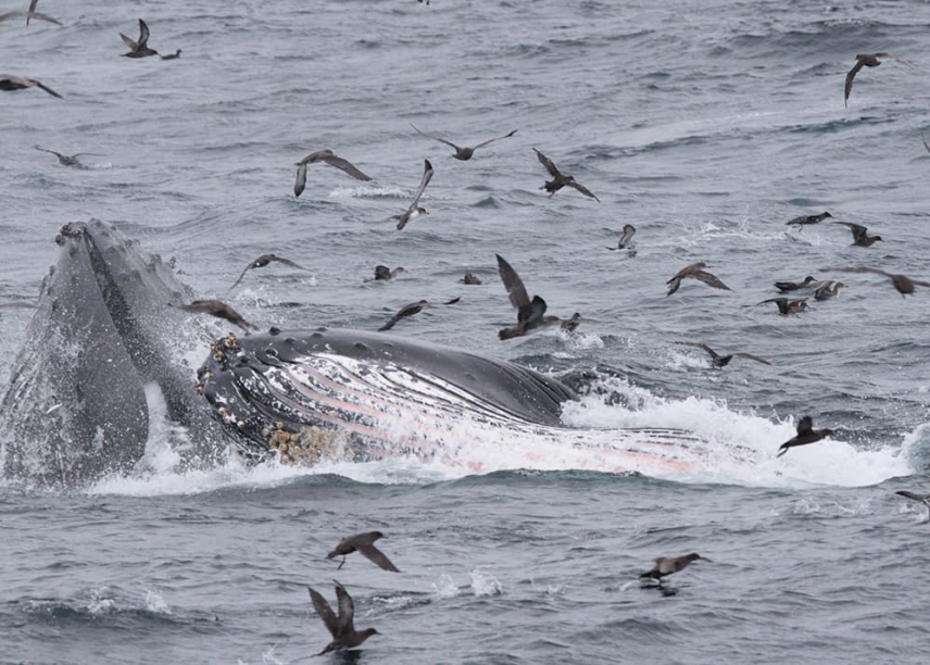 Two whales surfacing the ocean to feed with birds flying around. 