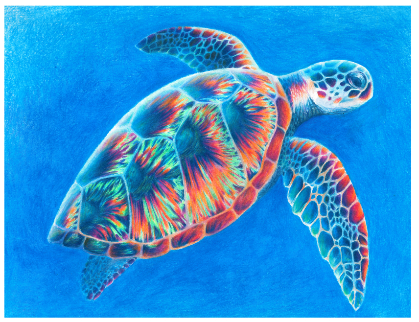 Marley X., Grade 12. Marine Endangered Species Art Contest 2016.