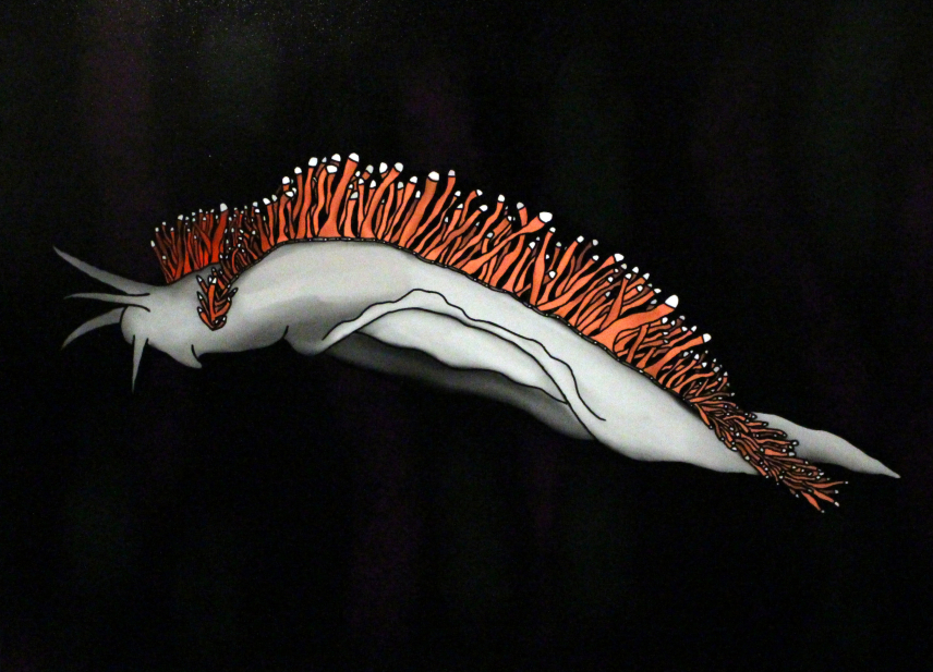 "Red-Gilled Nudibranch" by Lillian H., Grade 9. Marine Art Contest 2018.