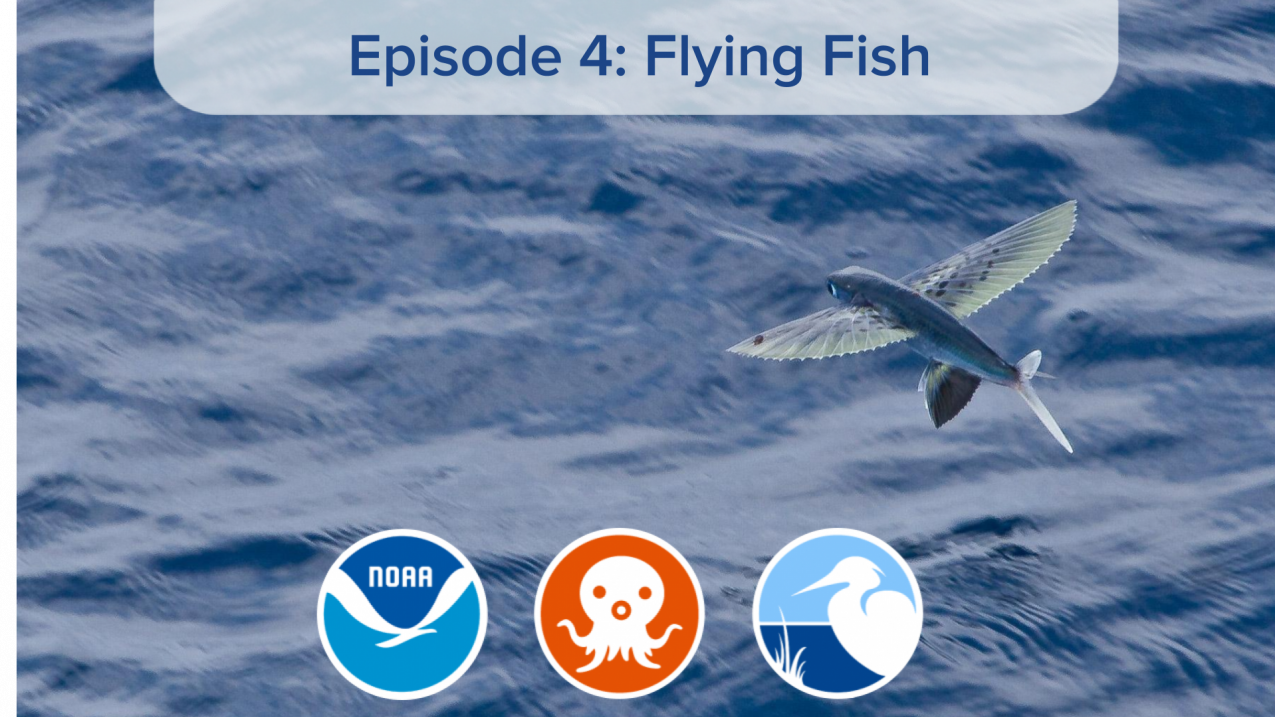 Episode 4: The Flying Fish  National Oceanic and Atmospheric Administration
