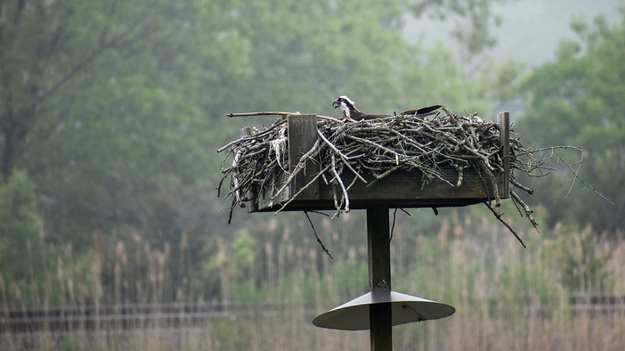 An osprey sits on the nest in Connecticut. This location is included within the proposal for the new addition to the National Estuarine Research Reserve System. Many reserves are home to migratory bird flyways, making them highly sought-out destinations for birders.