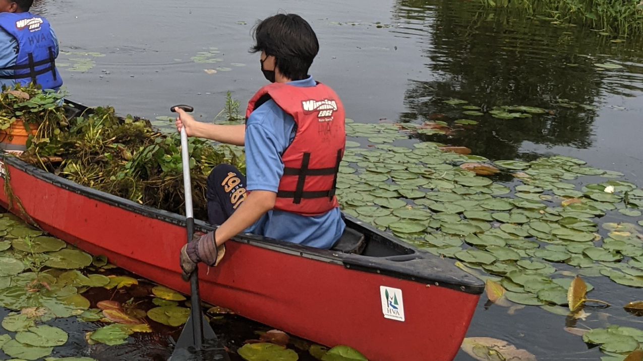 Students canoe on a lake. Their canoes are filled with aquatic plants they appear to have removed. 