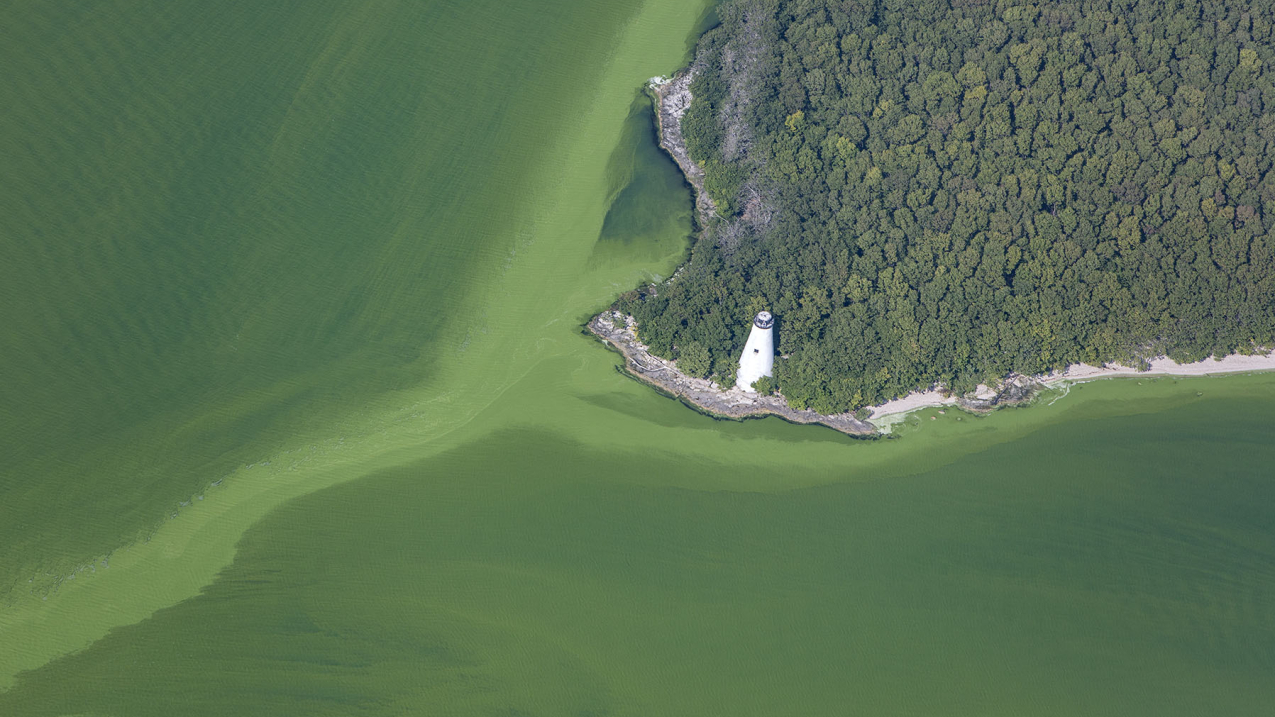 Harmful algal bloom in Western Basin of Lake Erie on September 20, 2017. An aerial photograph shows a lake, clogged with green colored algae surrounding a white lighthouse.