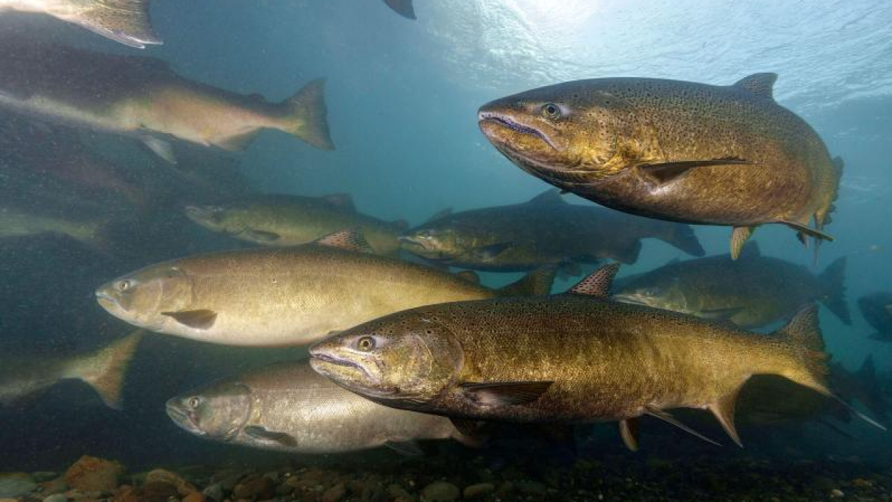 Rebuilding salmon and steelhead in the Columbia River Basin National