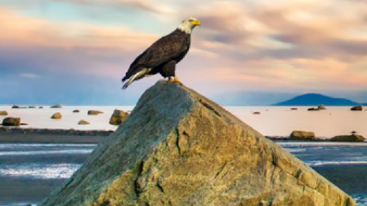 Eagle perched atop a large rock