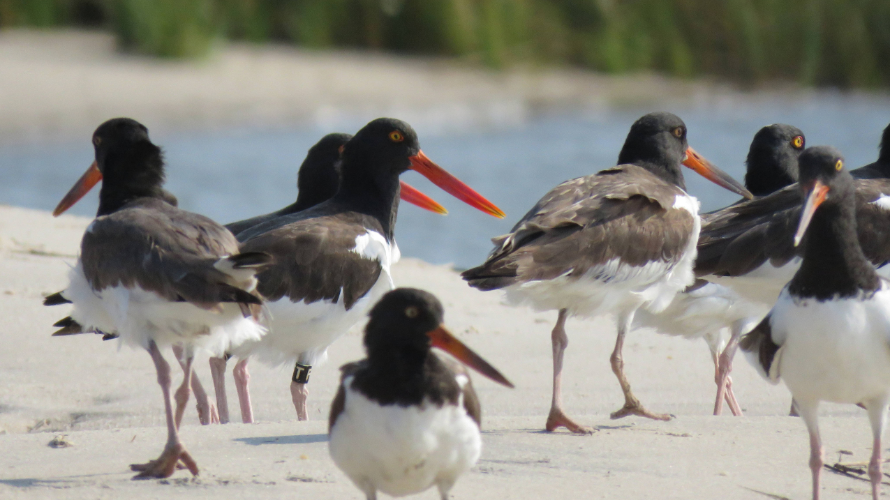 NOAA and NFWF announce $144 million in grants to support coastal