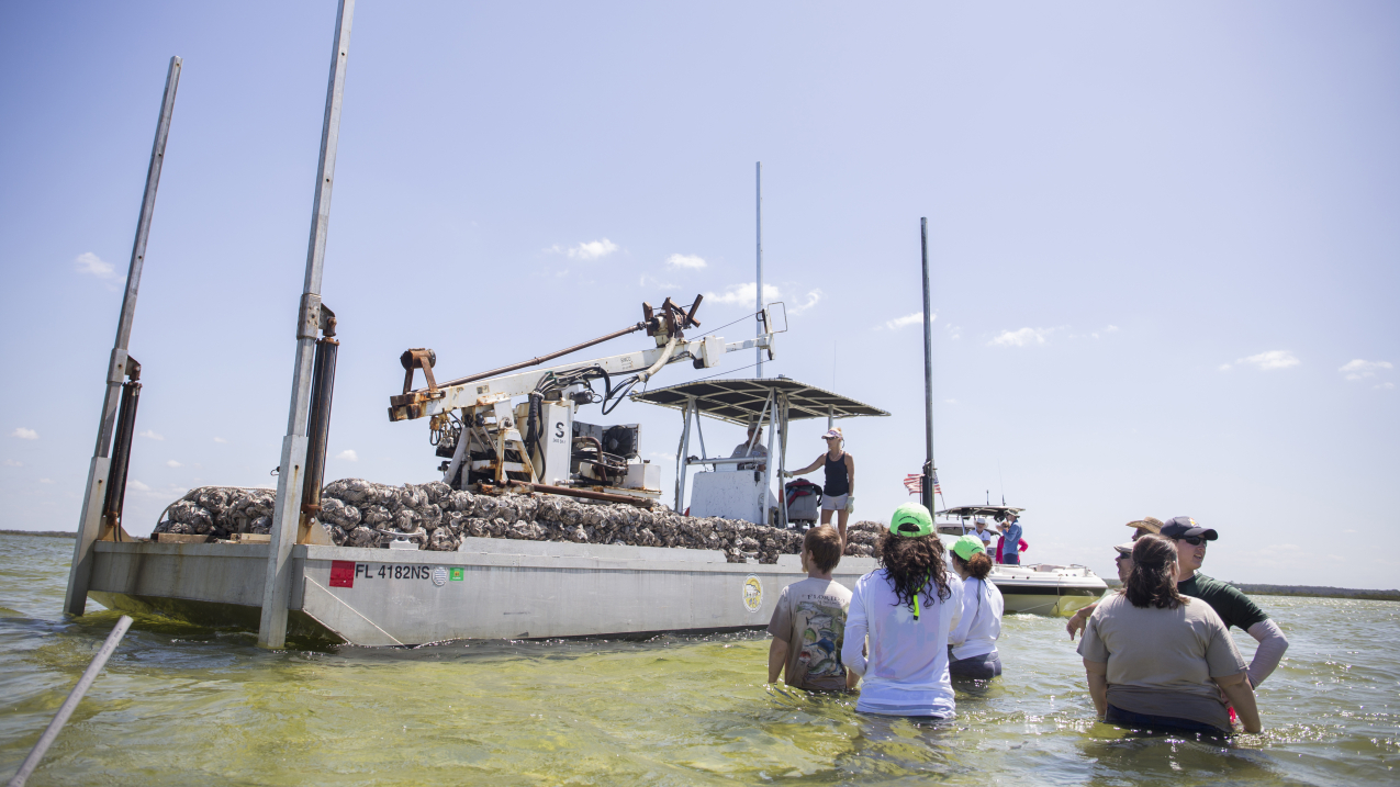 Photo of Local volunteers in Hernando County, Florida prepare to install oyster reefs on April 14, 2018, to strengthen shorelines, support healthy fisheries and improve water quality. (Photo by Camila Guillen/ University of Florida Institute of Food and Agricultural Sciences).