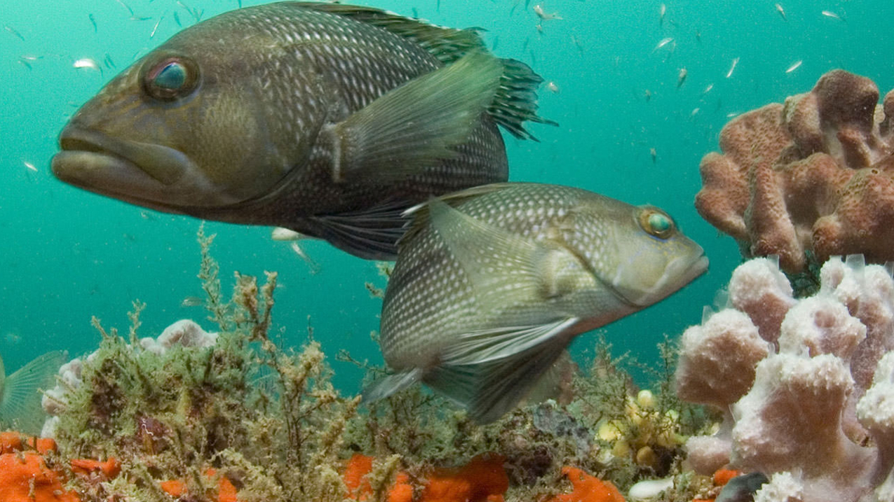 Photo of a sea bass look for food among the schools of smaller fish in this healthy coral reef. Marine biodiversity data and information is critical for understanding the health and status of ecosystems, which is essential for coastal management, conservation and alternative energy planning