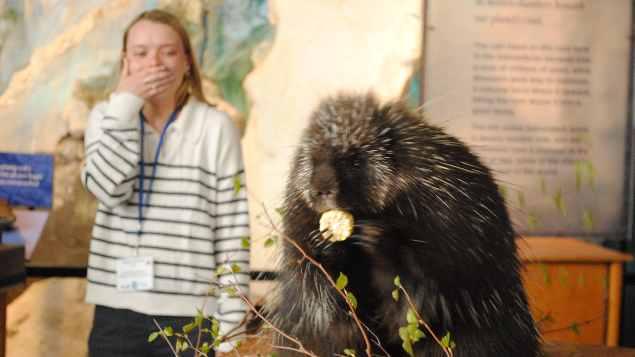 A woman covering her mouth in excitement while watching a porcupine eating corn.