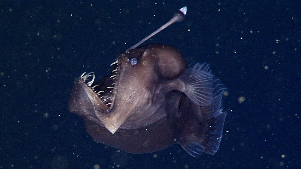 Female deep-sea anglerfish.