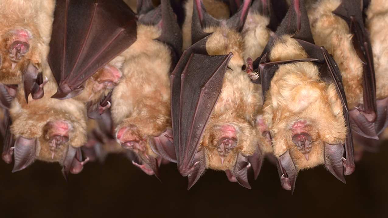 A photo of bats hanging in a cave.