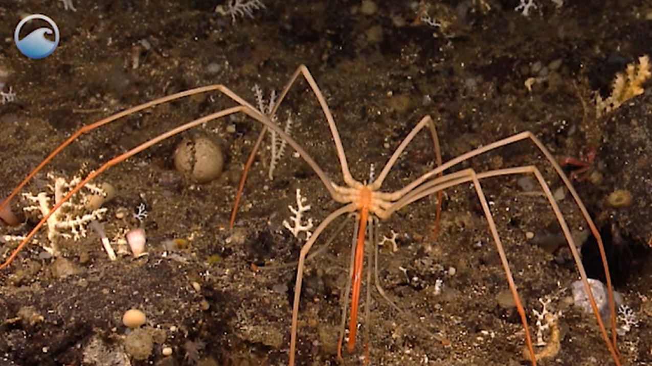 A sea spider, which has eight long legs.