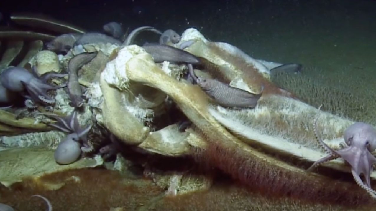 A screenshot of a video with a still image of a whale carcass on the bottom of the ocean.