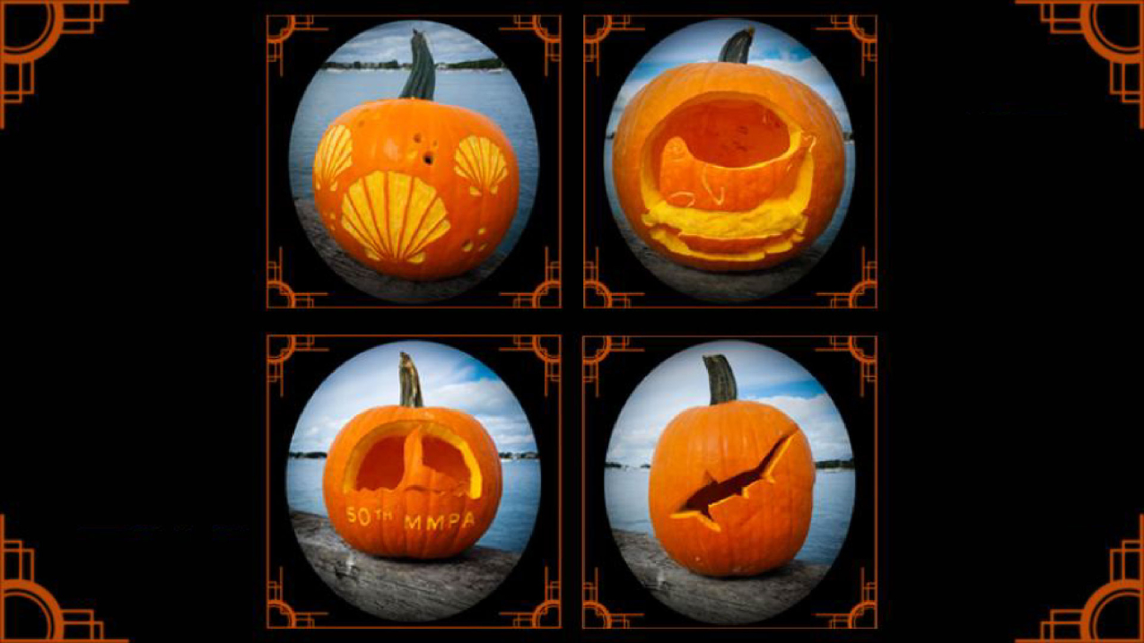 Four pumpkins carved with designs of bay scallops, a harbor seal, a humpback whale with the text "50th MMPA," and a common thresher shark.