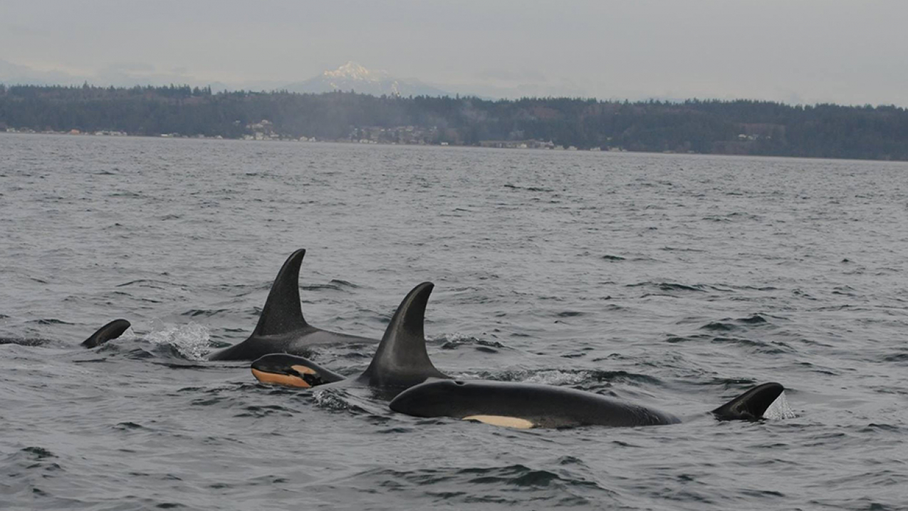 The Washington Department of Fish and Wildlife continues to conduct needed outreach and monitoring of boaters on Puget Sound to reduce the negative impacts of vessels on endangered Southern Resident killer whales. 