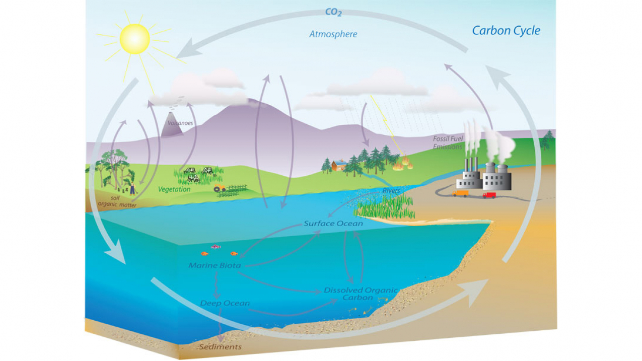 ocean carbon cycle for kids