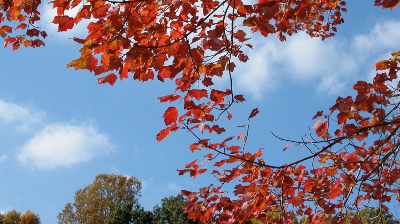 Cool autumn weather reveals nature's true hues
