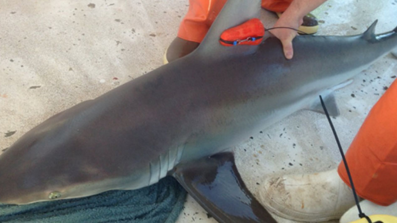 Researchers tag a dusky shark as part of a Bycatch Reduction Engineering Program-funded study to record its behavior. 