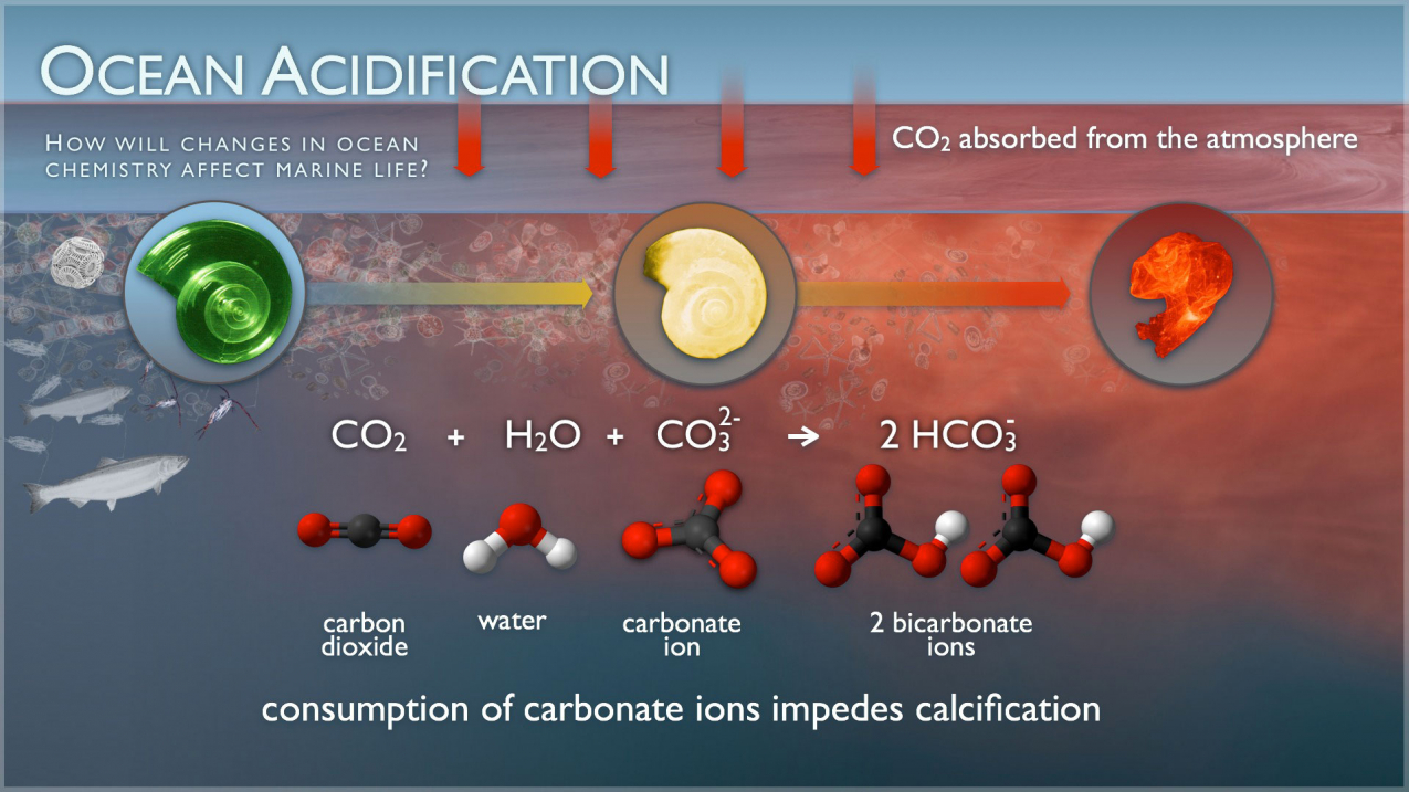 Ocean acidification National Oceanic and Atmospheric Administration