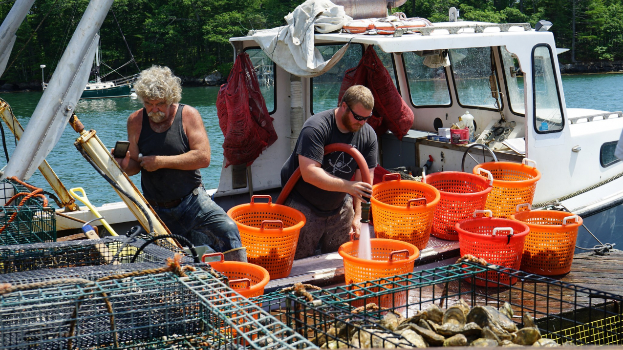 Oyster growers harvest farmed shellfish from the Damariscotta River in Maine. NOAA has awarded several grants to small businesses working to develop new tools to advance sustainable U.S. aquaculture. 
