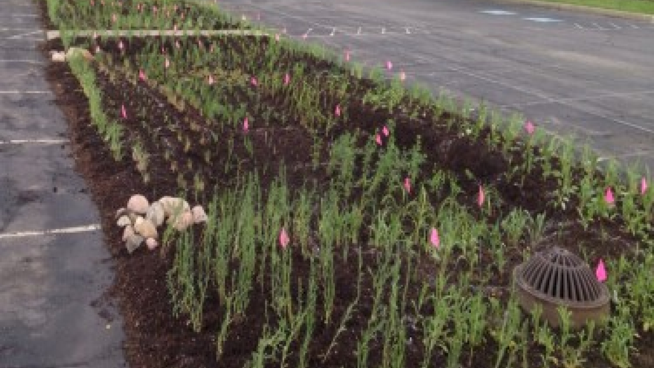 Building a rain garden near impervious surfaces like asphalt and concrete in parking lots and driveways can help absorb stormwater runoff and reduce flooding. Pictured is the Rainscaping Education Program demonstration garden in Tippecanoe County Extension Office, Indiana.
