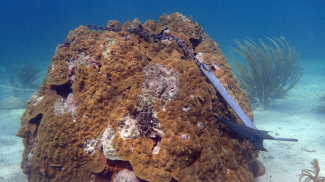 Photo showing an anchors dropped onto corals at Molasses Reef in Florida Keys National Marine Sanctuary