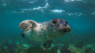 Photo of a Pacific harbor seal swimming along the California coast.