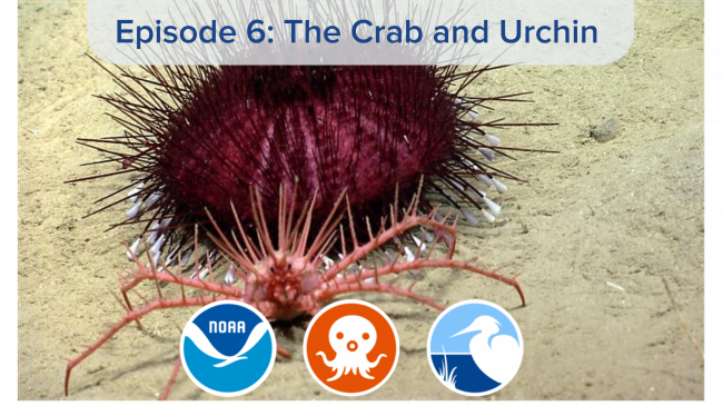 A single sea urchin and crab on the sea floor with the text "Episode 6: The Crab and Urchin" and logos for NOAA, Coastal Ecosystem Learning Centers, and Octonauts.