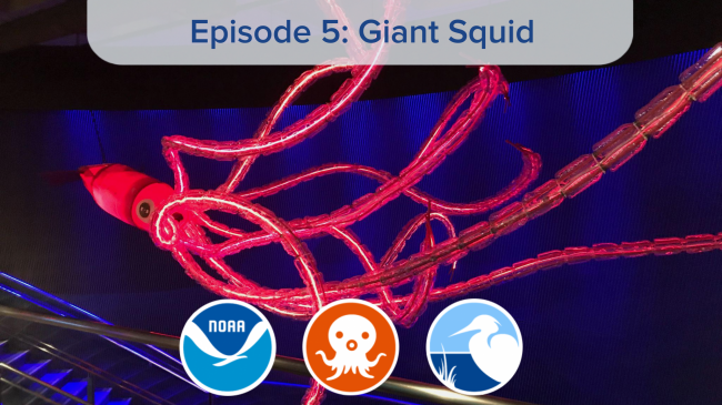 A red giant squid is suspended from the ceiling and in the center of the photo to demonstrate scale of the organism.