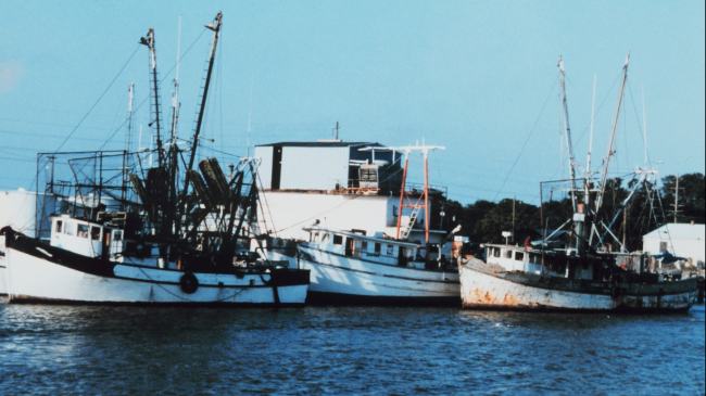 Shrimp Boats of Cameron, LA