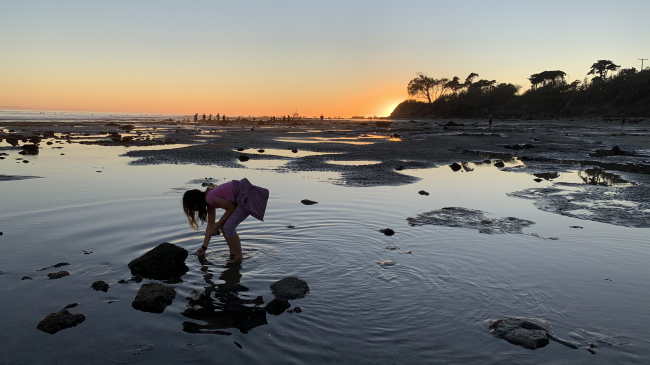 A young girl reaches into a tide pool as she discovers something of interest. The sun is setting in the background, providing silhouettes of other people tidepooling in the distance with a low hillside and a tree in the frame. Credit: Claire Fackler, NOAA National Marine Sanctuaries.