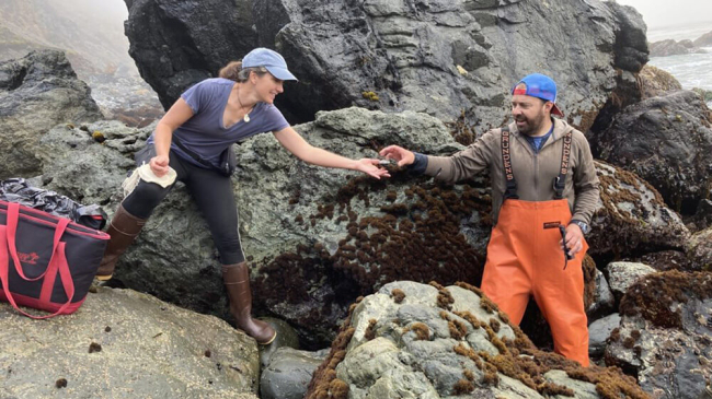 A researcher is handed a rescued abalone on a beach in California