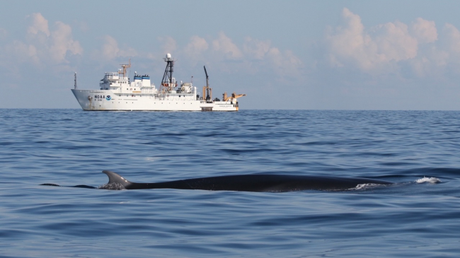 Baleen whale with NOAA ship in the background.