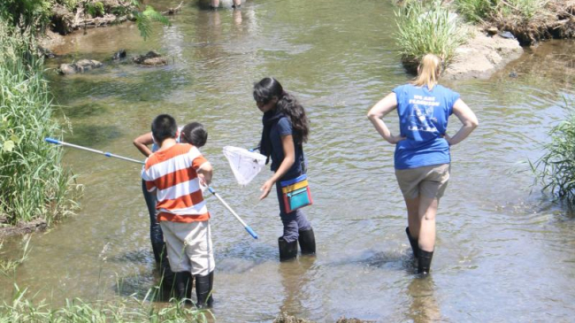 Students investigate the content of nets while standing in a shallow stream. 