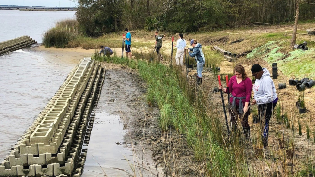 Volunteers plant natural grasses safely behind a newly constructed breakwater, which is part of a living shoreline project, at Camp Wilkes in Biloxi, Mississippi. The breakwater’s role is to reduce erosion on the shoreline by decreasing the wave energy and allowing plants to grow on the shore.