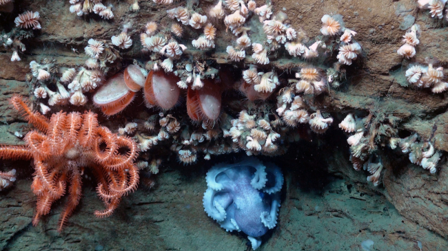 An octopus, sea star, bivalves and dozens of cup coral all share the same overhang in Hudson Canyon off the coast of New York and New Jersey.  