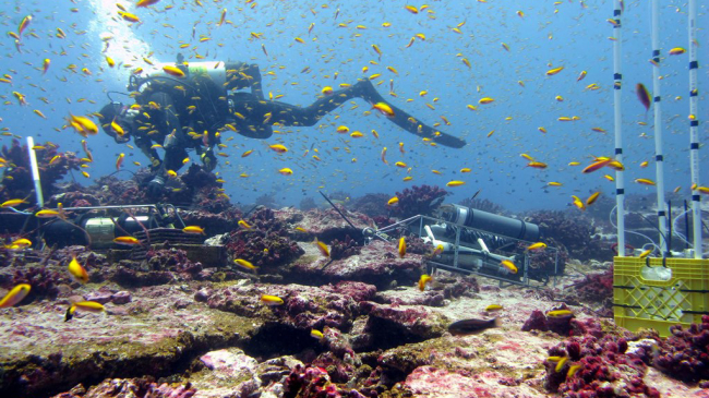 Diver conducts survey of ecosystem in Pacific Islands.