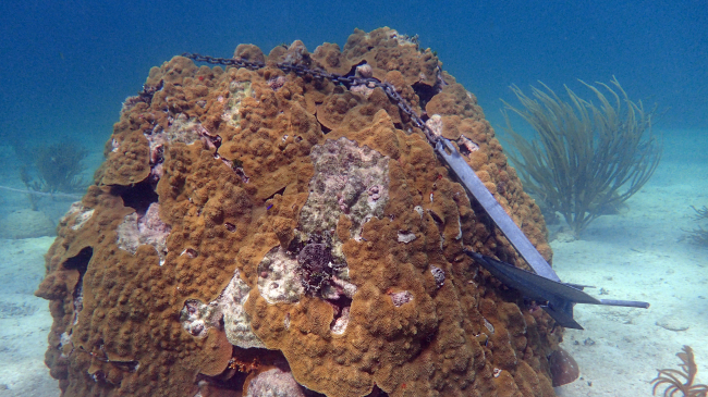 Anchor on a coral in the Florida Keys National Marine Sanctuary.