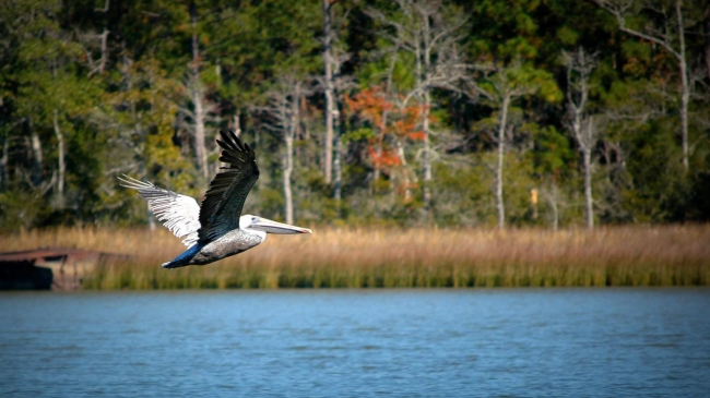 A pelican flies above the water with a marsh in background