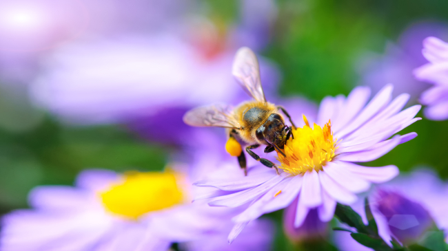 A bee lands on purple flower with yellow center.