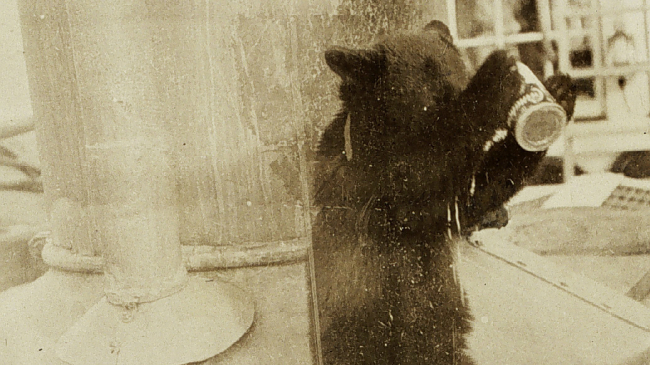 Billy the bear cub, a pet on the USC&GSS Gedney, makes a mess as he drinks from a can.