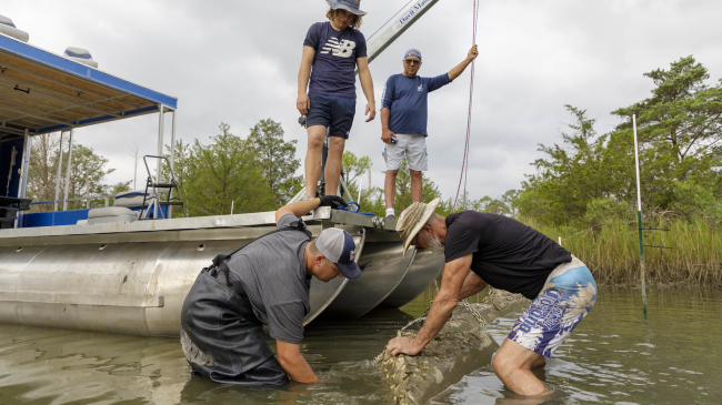 Workers from marine companies that focus on coastal resilience are installing oyster habitat, called oyster castles, made of oyster shells and concete in Virginia.